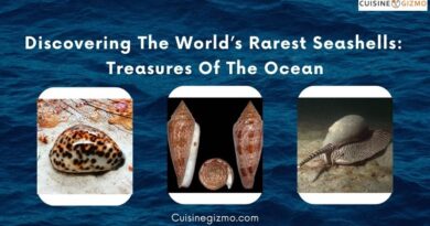 Discovering the World's Rarest Seashells: Treasures of the Ocean