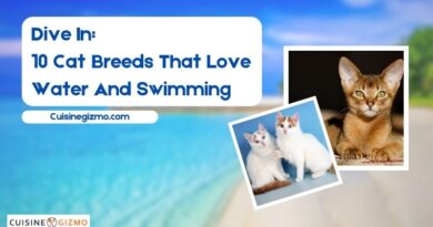 Dive In: 10 Cat Breeds That Love Water and Swimming