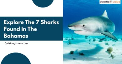 Explore the 7 Sharks Found in the Bahamas