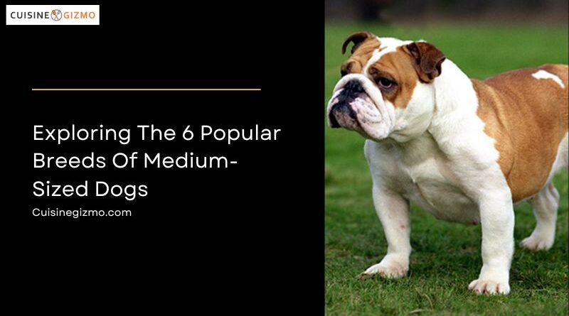 Exploring the 6 Popular Breeds of Medium-Sized Dogs