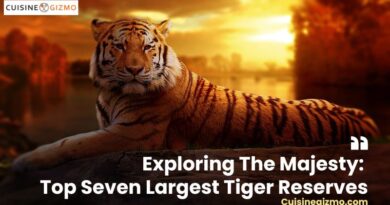 Exploring the Majesty: Top Seven Largest Tiger Reserves