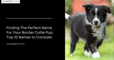 Finding the Perfect Name for Your Border Collie Pup: Top 10 Names to Consider