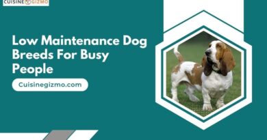 Low Maintenance Dog Breeds for Busy People