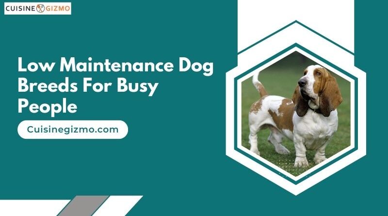 Low Maintenance Dog Breeds for Busy People