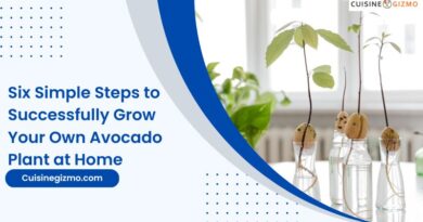 Six Simple Steps to Successfully Grow Your Own Avocado Plant at Home