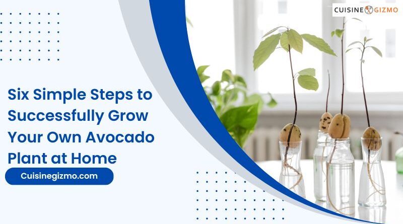 Six Simple Steps to Successfully Grow Your Own Avocado Plant at Home