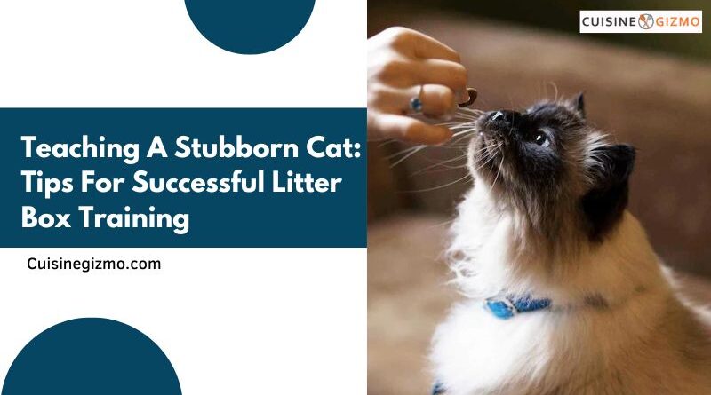Teaching a Stubborn Cat: Tips for Successful Litter Box Training