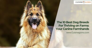 The 10 Best Dog Breeds for Thriving on Farms: Your Canine Farmhands