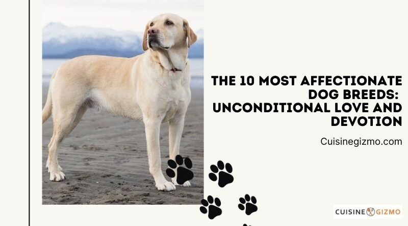 The 10 Most Affectionate Dog Breeds: Unconditional Love and Devotion