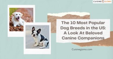 The 10 Most Popular Dog Breeds in the US: A Look at Beloved Canine Companions
