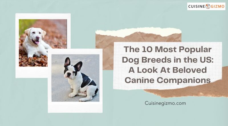 The 10 Most Popular Dog Breeds in the US: A Look at Beloved Canine Companions