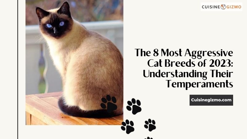 The 8 Most Aggressive Cat Breeds Of 2023 Understanding Their Temperaments 