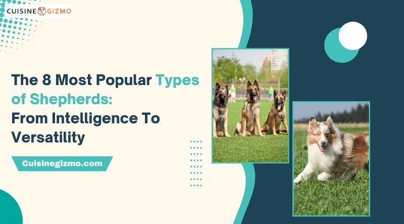 The 8 Most Popular Types of Shepherds: From Intelligence to Versatility