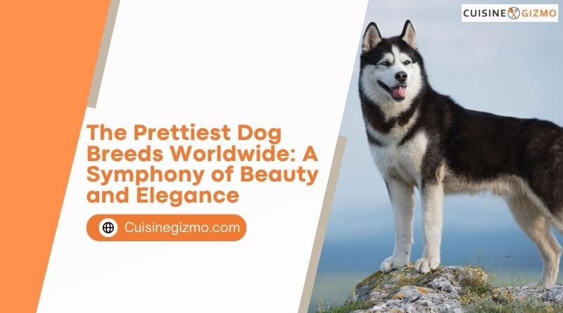 The Prettiest Dog Breeds Worldwide: A Symphony of Beauty and Elegance