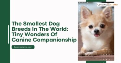 The Smallest Dog Breeds in the World: Tiny Wonders of Canine Companionship