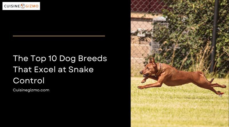 The Top 10 Dog Breeds That Excel at Snake Control