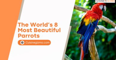The World’s 8 Most Beautiful Parrots
