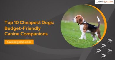 Top 10 Cheapest Dogs: Budget-Friendly Canine Companions