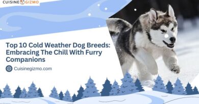 Top 10 Cold Weather Dog Breeds: Embracing the Chill with Furry Companions