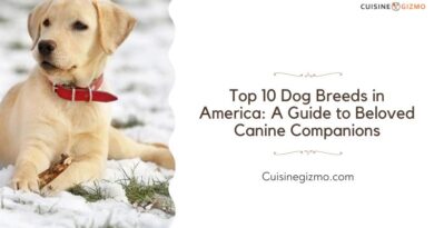 Top 10 Dog Breeds in America: A Guide to Beloved Canine Companions