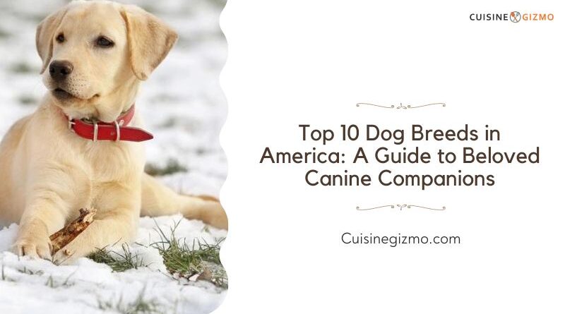 Top 10 Dog Breeds in America: A Guide to Beloved Canine Companions