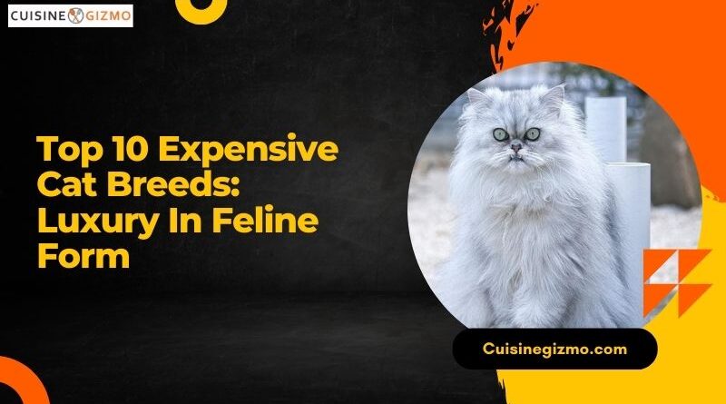 Top 10 Expensive Cat Breeds: Luxury in Feline Form