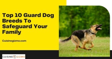 Top 10 Guard Dog Breeds to Safeguard Your Family