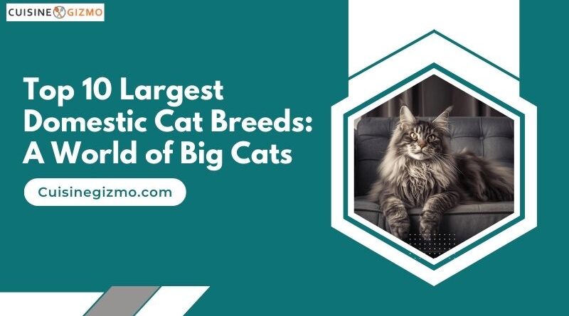 Top 10 Largest Domestic Cat Breeds: A World of Big Cats
