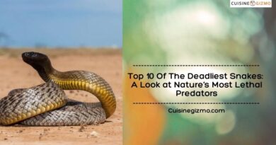 Top 10 of the Deadliest Snakes: A Look at Nature’s Most Lethal Predators