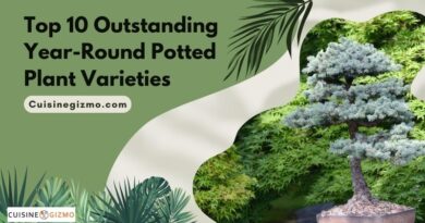 Top 10 Outstanding Year-Round Potted Plant Varieties