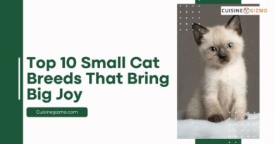 Top 10 Small Cat Breeds That Bring Big Joy
