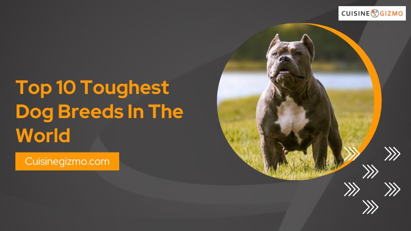 Top 10 Toughest Dog Breeds in the World - CuisineGizmo