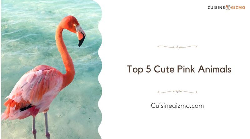 Top 5 Cute Pink Animals