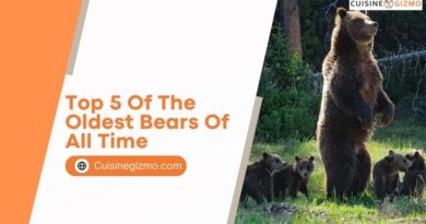 Top 5 of the Oldest Bears of All Time