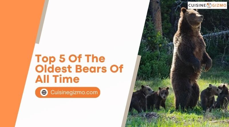 Top 5 of the Oldest Bears of All Time