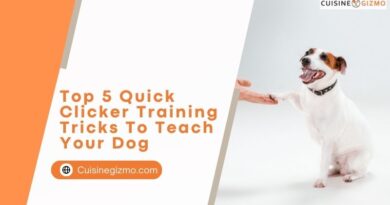 Top 5 Quick Clicker Training Tricks to Teach Your Dog