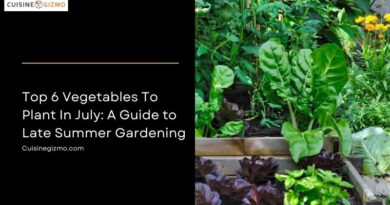 Top 6 Vegetables to Plant in July: A Guide to Late Summer Gardening