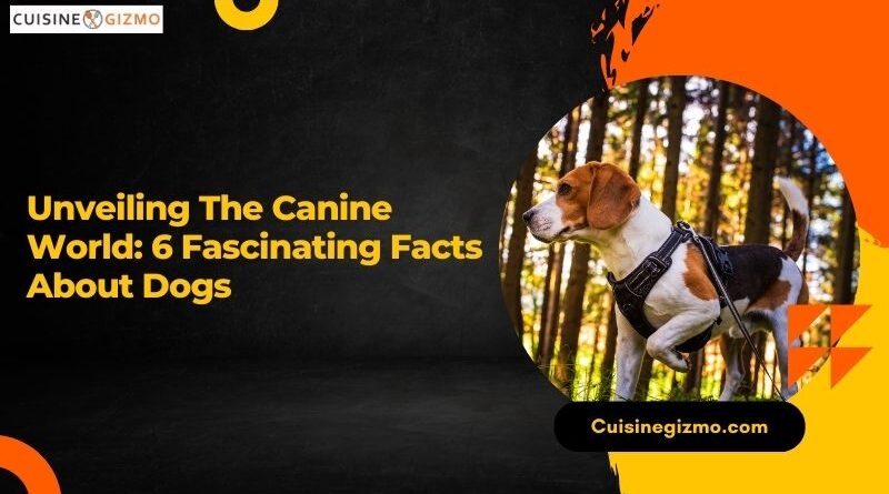 Unveiling the Canine World: 6 Fascinating Facts About Dogs