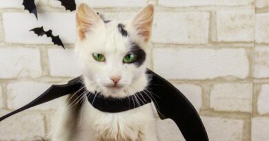 15 Purrfect DIY Halloween Costumes for Your Cat