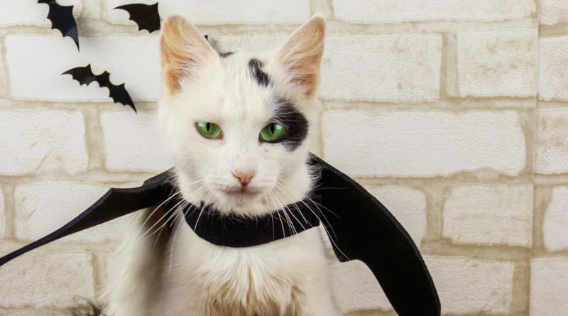 15 Purrfect DIY Halloween Costumes for Your Cat