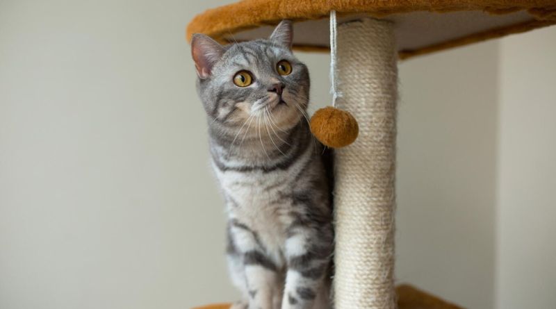 7 Cat Toys For Indoor Cats