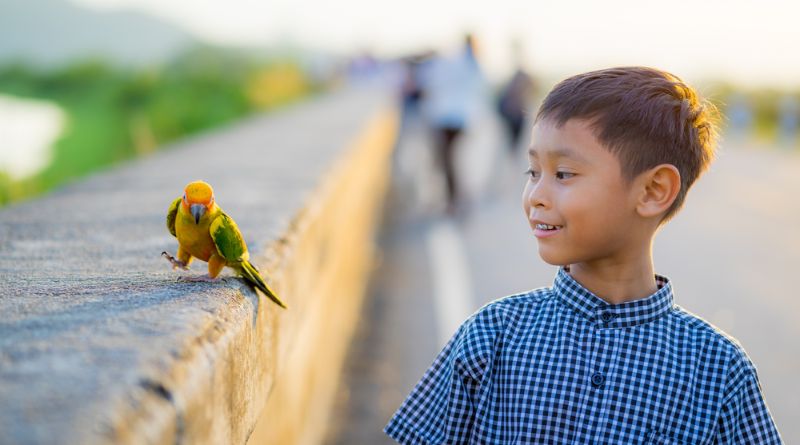 7 Kid-Friendly Birds Feathered Friends for Children