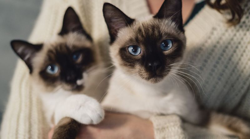 7 Mysteriously Beautiful Siamese Cats And Kittens (1)