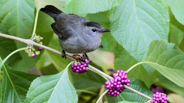 Best Bird-Friendly Plants for Your Garden