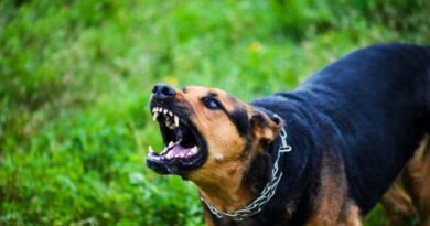 Dog Breeds That Cant Stop Barking