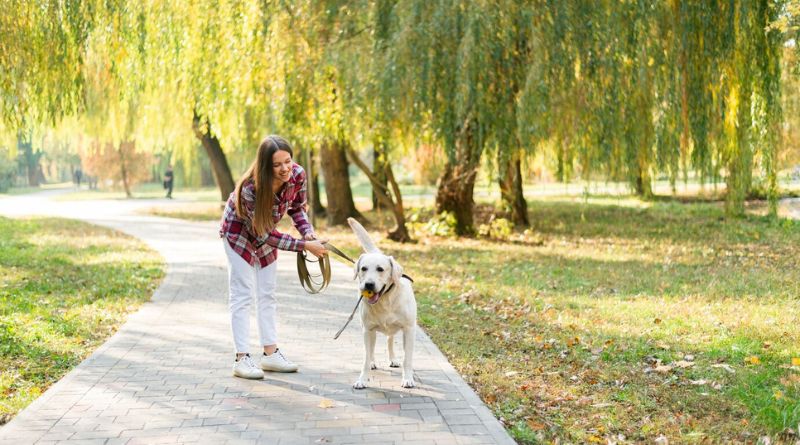 Dog-Friendly Hiking Trails and Parks in New York