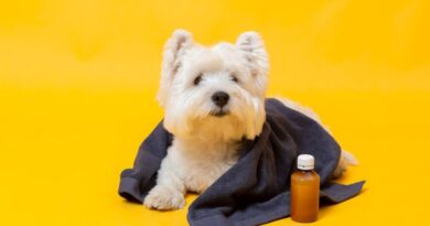 Essential Oils Safe for Dogs