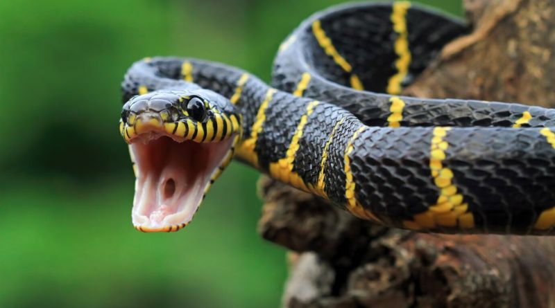 Snake Bite First Aid and Treatment 10 Things You Must Know