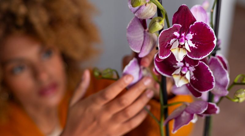 Top 6 Reasons Orchid Leaves Turn Yellow and How to Revive Them