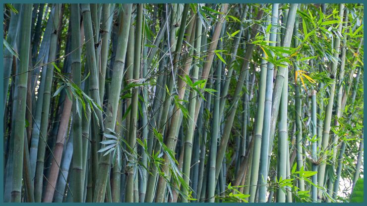 Bamboo